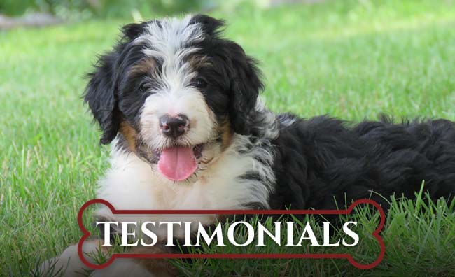 Integrity Bernedoodles Testimonials