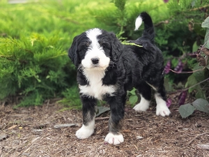 Hazel