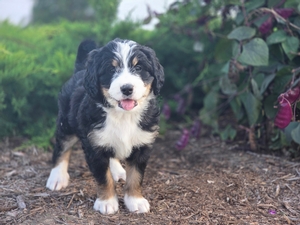 Harper