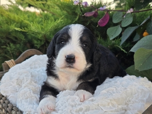 Hazel