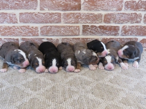 Lexi's litter