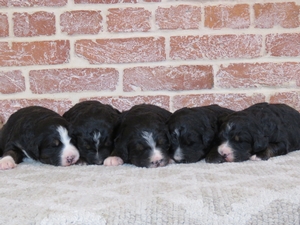 Kenzi's Litter