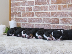 Mindi's litter