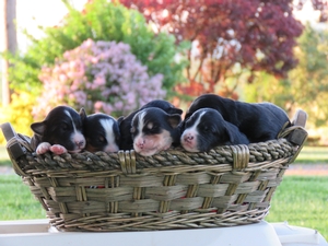 Alexia's litter