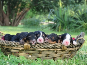 Alexia's litter