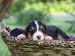 Finley