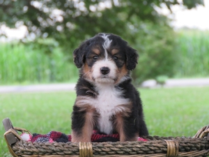 Finley