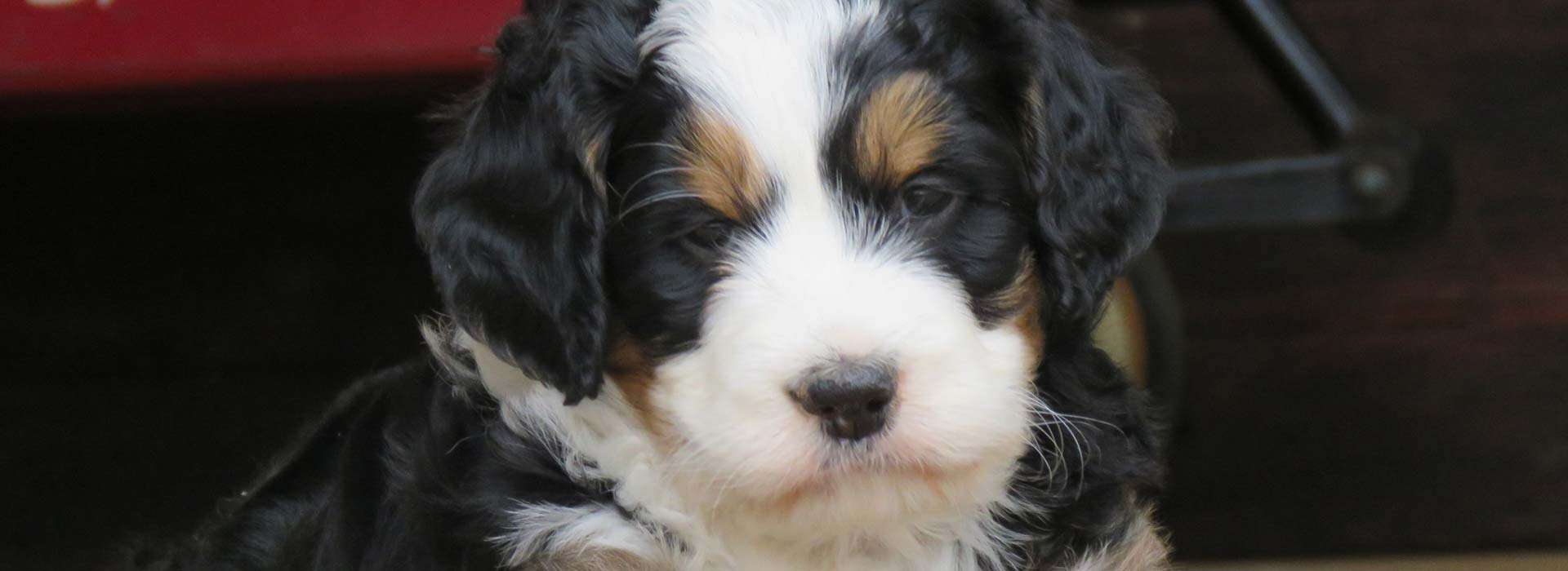 Integrity Bernedoodles Available Litters