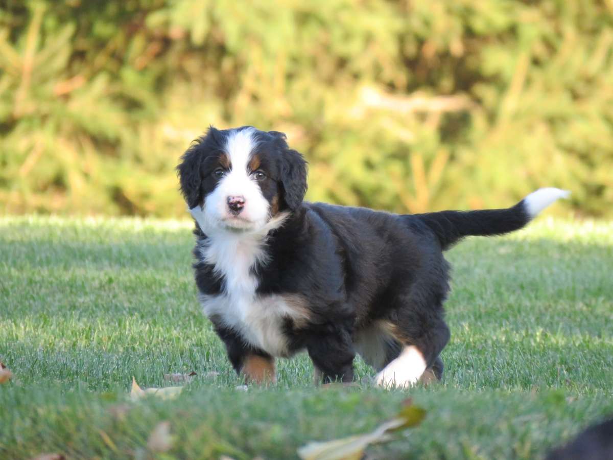 Tri-Color Bernedoodle Puppy