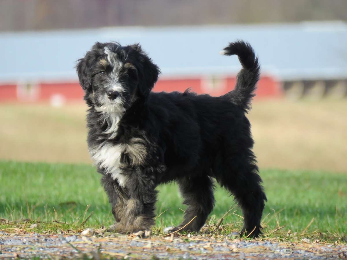 Bernedoodle