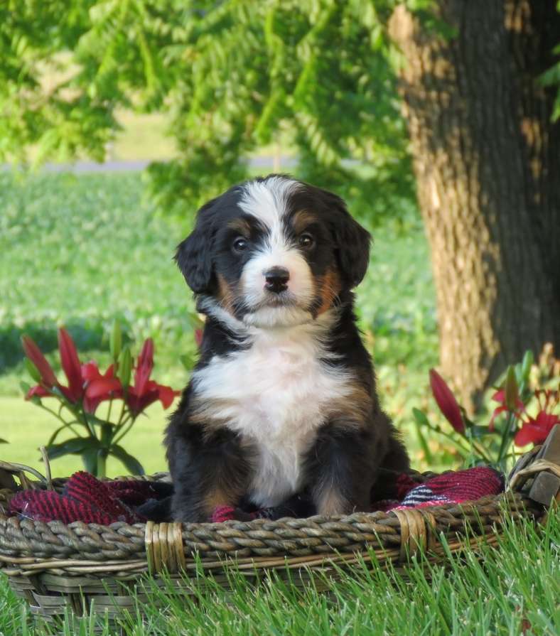 Bernedoodle Puppy in Pennsylvania