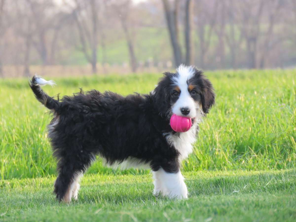 Bernedoodle Puppy Playing