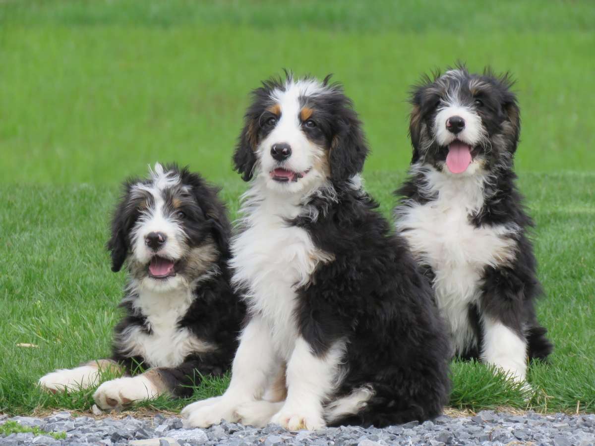 PA Bernedoodles