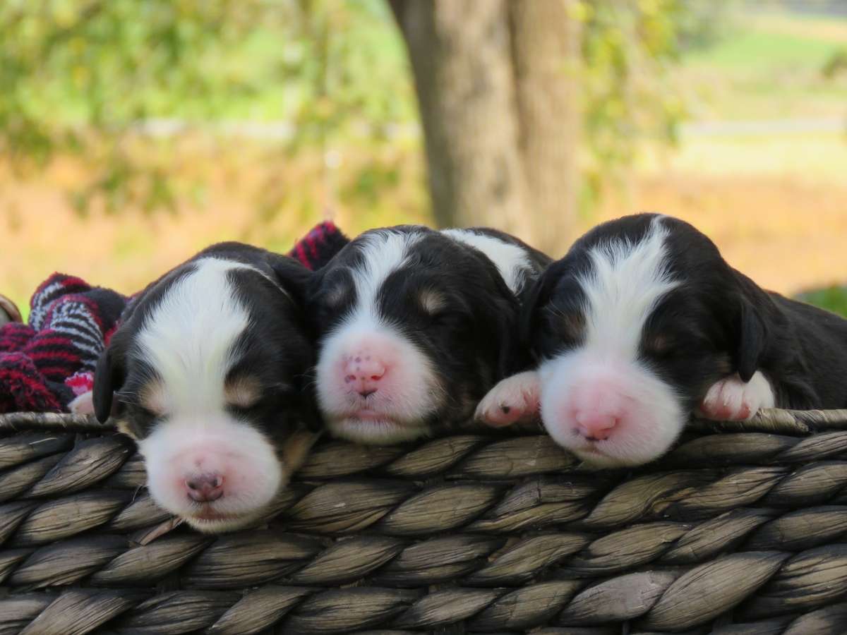 Bernedoodle Puppies in PA